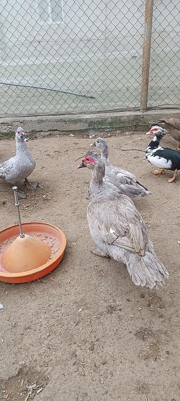 Akvariumlar: Muscovy (hinduşqa ördəyi) ördəkləri – boz/gümüşü və qəhvəyi rənglərdə — 2