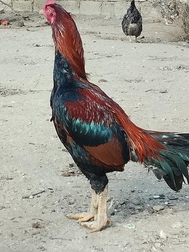 heyratı cucələri: Heyratı xoruzu satılır.3 yaşı var.Cücə vaxtından məndədi.Tam — 1