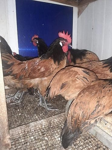 kend toyuqu: Temiz qan Forvek cinsili hryvanlar satiwa cixardilib.Alman — 1