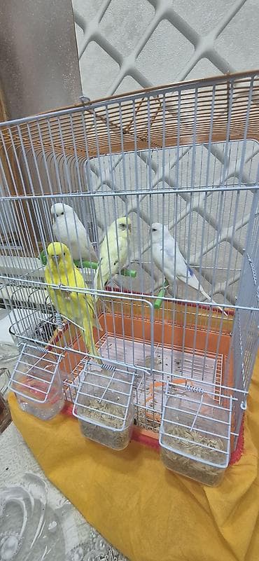 Dalmatin və klassik rənglərdə büdcə dostu dalğalı tutuquşular