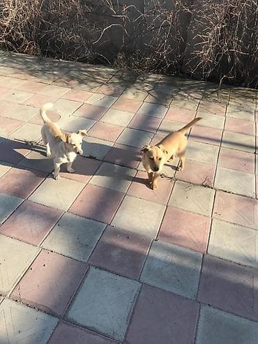 zvanok balalari: 100 AZN. Zvanok 1 erkək 1 Dişi — 2