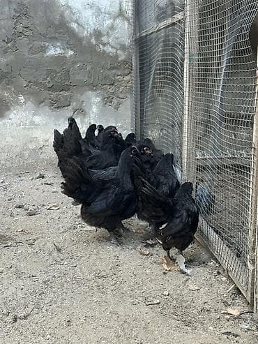 iller: Toyuq, Damazlıq — 5
