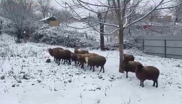 Inəklər, öküzlər: Qoyun sürüsü satılır - Növ: ehtimalən yerli ətlik/yunlu tip qarışıq — 4