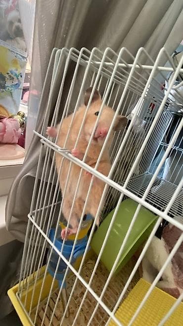 heyvanlar atlar: Ev heyvanı – xomyak - Növ: Suriyalı xomyak (qızılı hamstr) - Rəng — 5