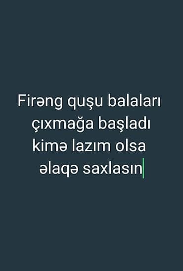 cucə və xoruz təmsil: Damazlıq — 1