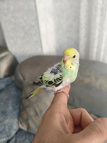 danışan quşlar: 3 ədəd bala quşlar, yeni yuvadan çıxıblar, artıq yem yeyirlər, ələ — 10