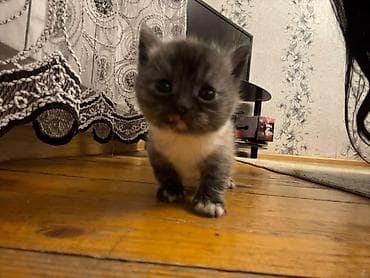 quba heyvanlar: Britan — 9