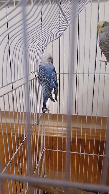 heyvanlar: Məhsul: Dalmatin naxışlı dalğalı papuqay cütü (seçmə rənglər) və qəfəs — 1