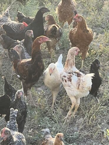 cücə və xoruz: Toyuq, Australorp, Brama, Damazlıq, Ünvandan götürmə — 13