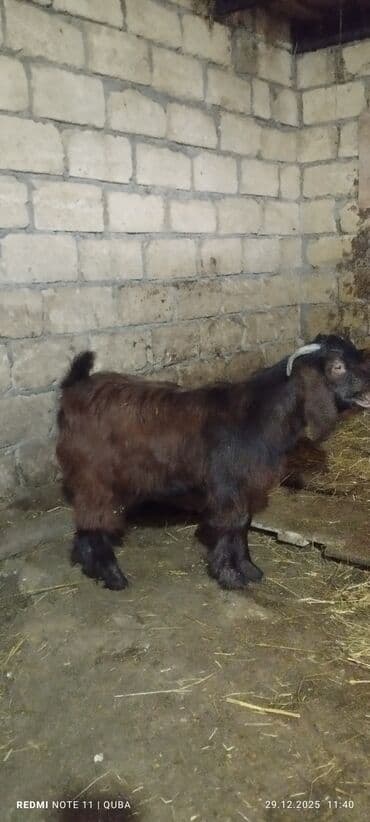 qoyun quzu satilir: Təmiz qan hələb erkək — 1
