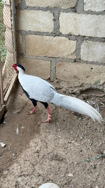 Gümüş Fazan (erkək) - Nadir dekorativ cins, ağ-gümüş zolaqlı lalafo.az -da Gümüş Fazan (erkək) - Nadir dekorativ cins, ağ-gümüş zolaqlı