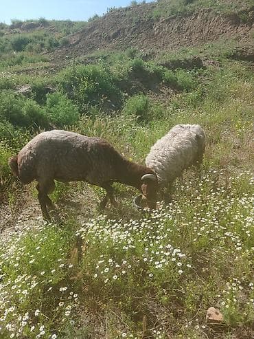 jersey cinsi: Qoyun – quyruqlu yerli cins (erkək) - Cins: Yerli yağlı quyruqlu — 8