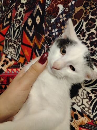 qara pişik adları: Tabbi, Yaxşı əllərə — 2