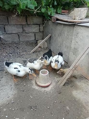 qirqovul balasi satilir: Satılır: ördək balaları (mixək/misk ördəyi tipli, ağ-qara və boz rəng — 3
