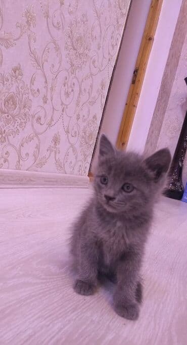 кот в добрые руки: Самец, В добрые руки, Самовывоз — 1