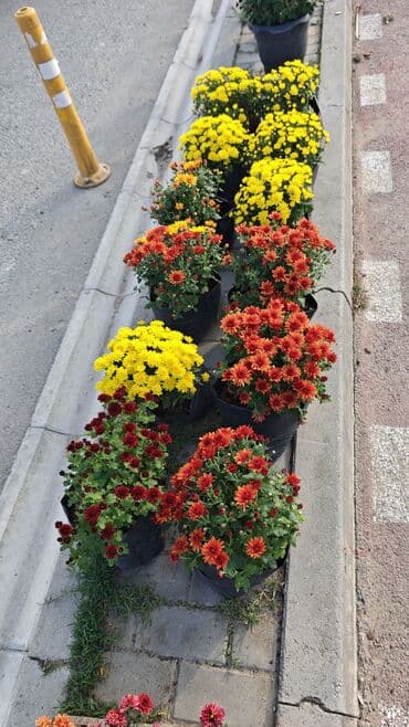 ag yasemen: 1.50 aznden başlayan qiymətlərlə Xrizantema (Chrysanthemum) bəzək — 9