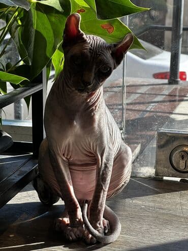 sfinks pişik: Sfinks, Erkək — 9