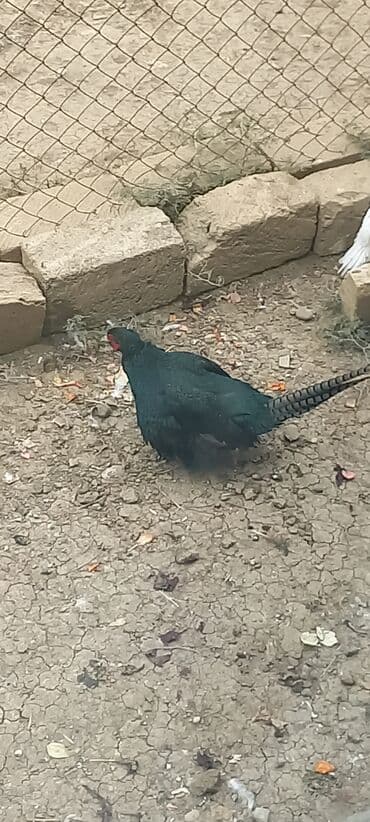 atla eşşəyin cütləşməsi: Zümrüd qırqovlu tək qaldığı ücün satram fərəsi qacıb bekar — 9