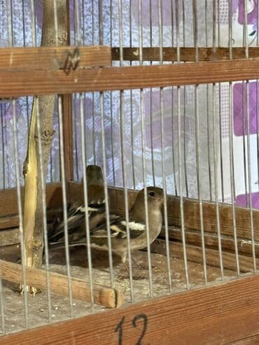 Gəmiricilər: Məhsul: Qafesdə cüt xonçayarpaq/quş (fringillid tipli ötmə quşları) — 6