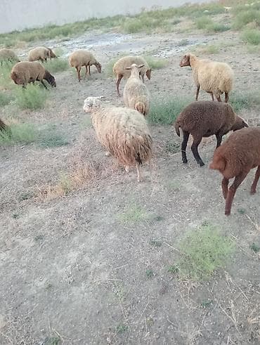 ari satışı azerbaycanda: Salam qisir qoyunlar satilir 220 manatdan unvan saray — 3