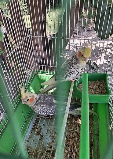 quslar type 1: Nymph paraketləri (Cockatiel) – cütlüklə - Növ: Nymphicus hollandicus — 1