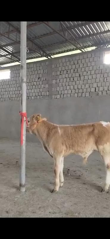 Digər heyvanlar: 2 ay yarimliq temiz saf qan simental dana erkək prablemi yoxdu yem ot — 7