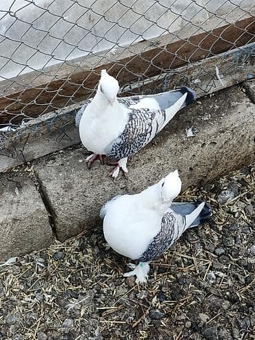 Satılır: dekorativ göyərçinlər super quşlardır Deyerinden ucuza