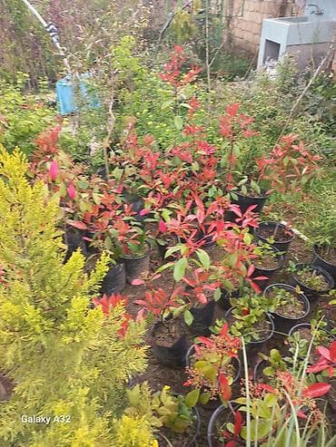 ucuz xalca instagram: Fotiniya (Photinia Red Robin) dekorativ kol növləri saksılarda. - — 2