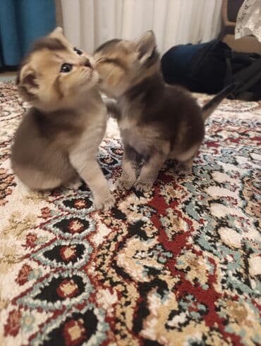 британская шиншилла баку: Шиншилла, Самец, Самка, В добрые руки, Бесплатная доставка — 2