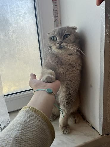 van pisiyi: Şotland yastı qulaq — 4