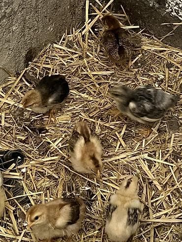 kent colpası: Toyuq cücələri, Damazlıq — 6