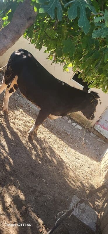 heyvanlara verilen adlar: - Cins tip: qara-ağ alman tipli (Holşteynə oxşar). Bədən quruluşu enli — 6