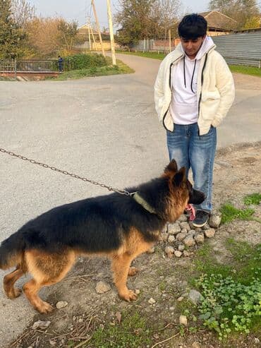 alman coban iti qiymeti: Alman çoban iti, 1 il, Erkek, Peyvəndli, Ünvandan götürmə — 3
