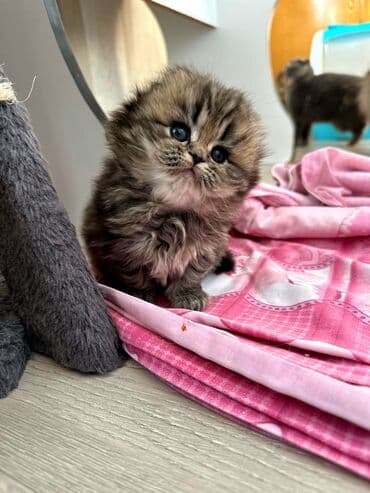 pulsuz pişiklər: Şotland, Dişi, Ünvandan götürmə, Pulsuz çatdırılma — 3