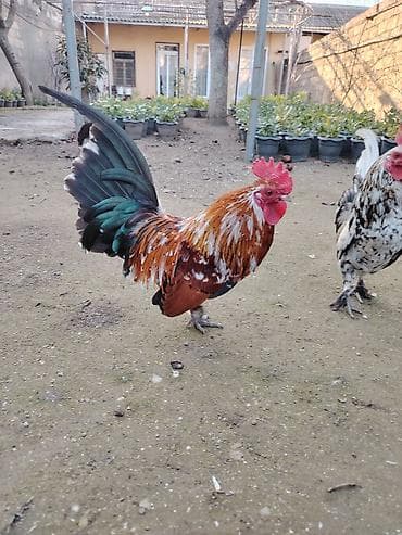 Другие с/х животные: Yaponkalar satılır ünvan Əmircan — 7