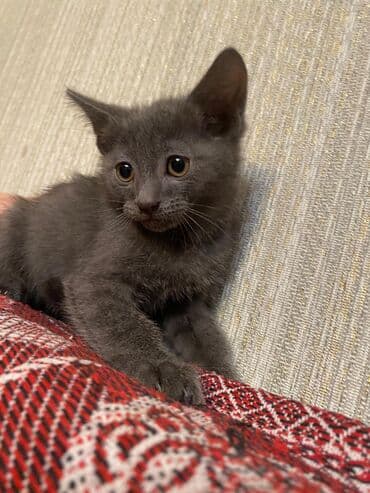 pisiylər: Şotland, Erkək, Yaxşı əllərə, Ünvandan götürmə — 1