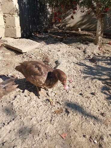 dovşan satışı: Erkək, | Lal ördək, Damazlıq, Ünvandan götürmə — 4