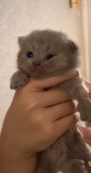 pişiy şəkilləri: Erkək, Yaxşı əllərə, Ünvandan götürmə — 3