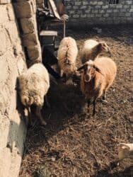 romanov qoyunlari azerbaycanda satisi: Dişi, il: 3, 35 kq, Damazlıq, Ünvandan götürmə — 2