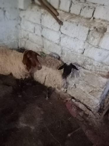 at satisi: 3 dənə qoyun 1100 manata real alıcıya endirim olacaq istəyən olsa — 4