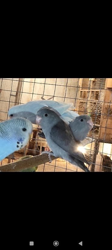 sebzi qusu: Folpus quşları dünyanın ən balaca quşları Varabınnıy papuqay Sevgi — 5