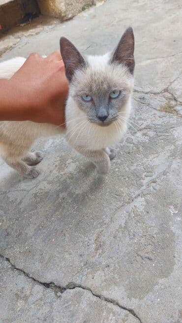 сиамская вислоухая кошка цена: Siam, Yaxşı əllərə — 2