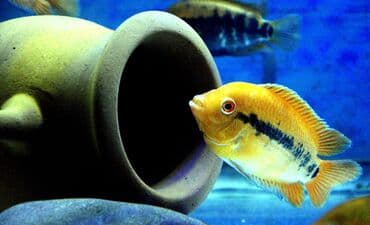 продажа аквариумных рыбок: Цихлид — 1