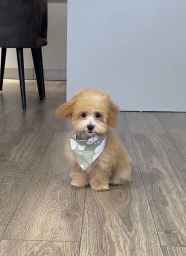 мальтипу купить: 4 ay, Dişi, Peyvəndli, Ünvandan götürmə — 3