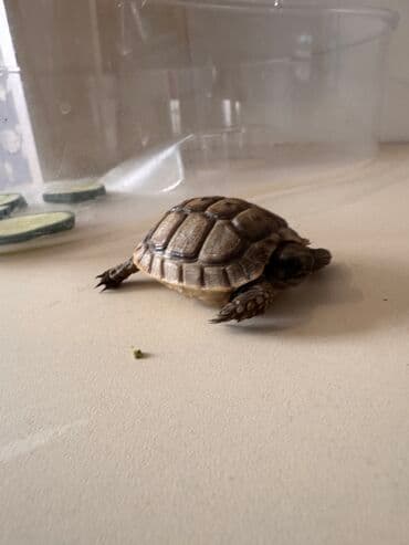 продажа животных в азербайджане: Quru Tısbağasidir 120il yaşayır — 2