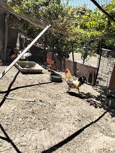 deri kurtkalarin temiri: 5 xoruzlu qiymət hamsi 150 manat — 3