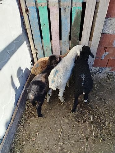 Dovşanlar: 6 erkəy 4 dişi — 8