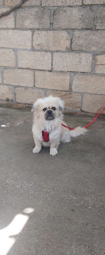 Pekines, 7 il, Erkek, Cütləşmə üçün