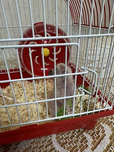 qaz heyvan: Hamster üçün tam dəst qəfəs - Kompakt ölçülü, qırmızı altlıqlı və ağ — 2