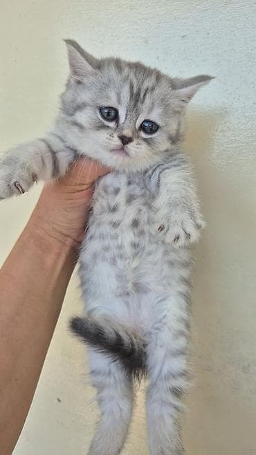 british fold: Şotland — 6